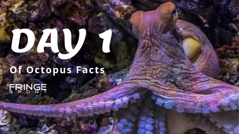 Day-1-Are-You-Stronger-Than-An-Octopus Fringe Sport