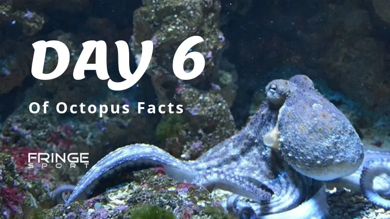 Day-6-Octopuses-Are-8-Armed-Houdinis Fringe Sport