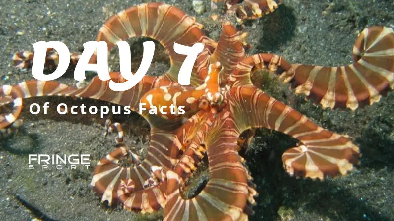 Day-7-The-Octopus-is-the-Jason-Bourne-of-the-Sea Fringe Sport