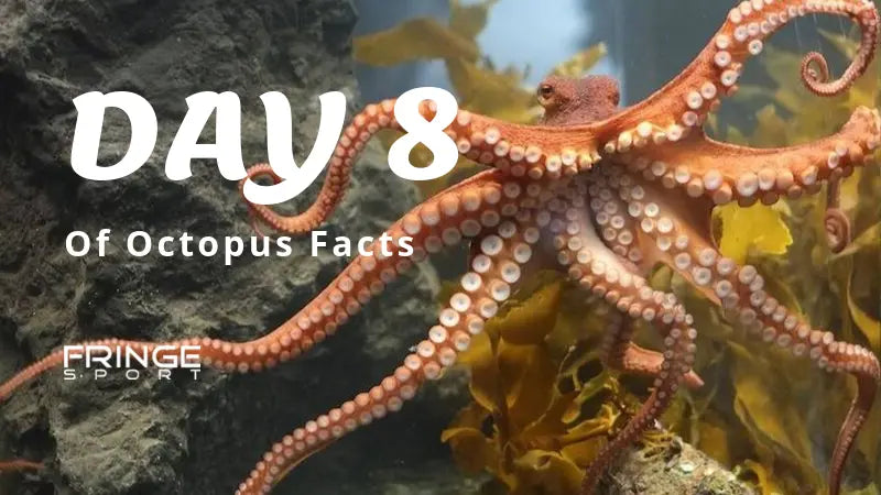 Day-8-Octopus-The-Problem-Solver-Extraordinaire Fringe Sport
