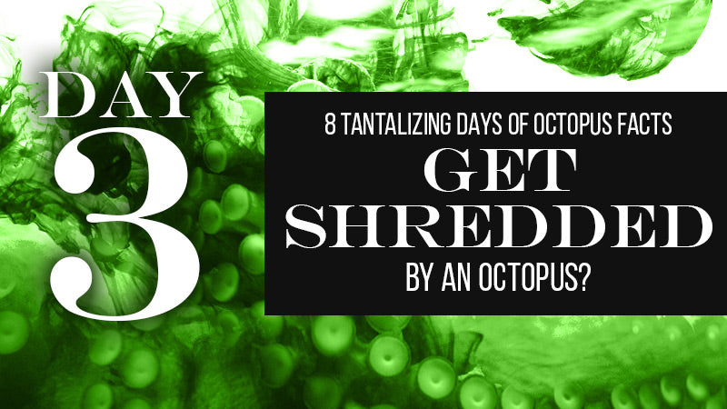 DAY 3 | Flesh-Shredding Carnivore or Octopus?